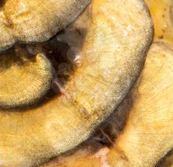 scales of a carp as a background. macro