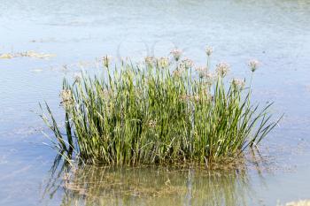 reeds on the water in the lake in nature