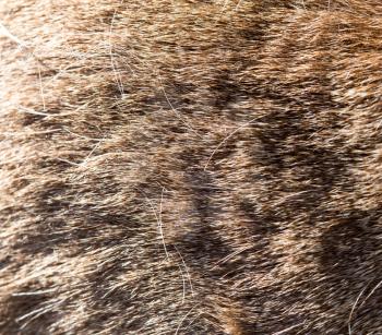 horse hair as background