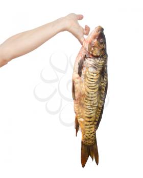 Carp in hand on a white background