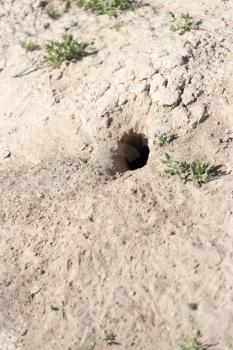 Hole in the ground animal in nature