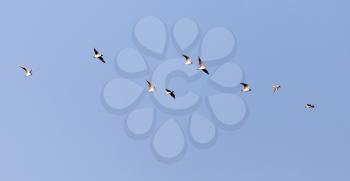 a flock of seagulls against a blue sky