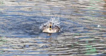 duck in the lake in nature