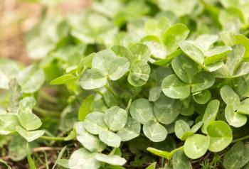 Green clover in nature as a background