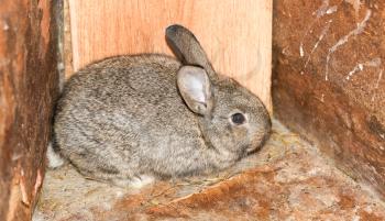 beautiful rabbit on the farm