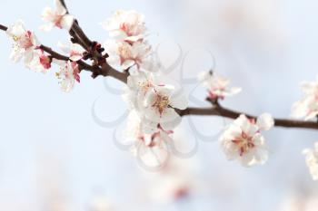 apricot flowers on a tree in nature