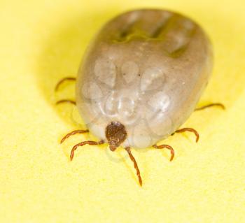 beetle mite on a yellow background