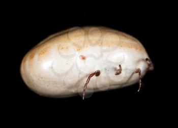 beetle mite on a black background