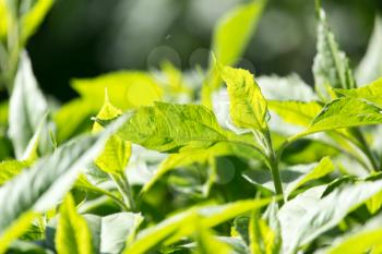 green leaves on the Jerusalem artichoke in nature