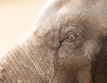 eye elephant in nature. portrait