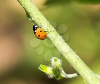 ladybug on a plant in the nature. macro