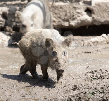 wild boar in a park on the nature