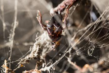 a dead cockroach in the web