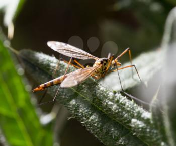 large mosquito on a green plant. macro