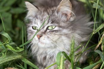 portrait of a beautiful cat in nature