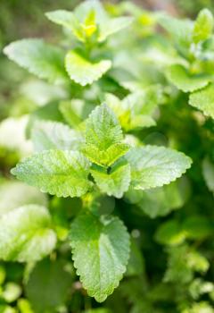 green mint leaves in nature