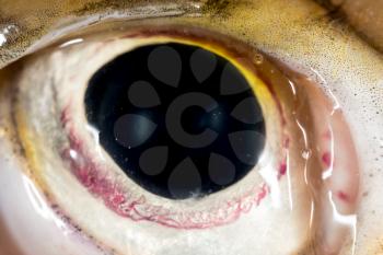 Eye pike fish. super macro