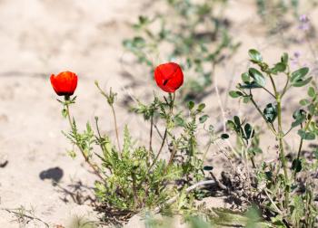 red poppy flower in the field
