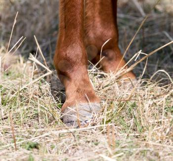 the horse's hoof