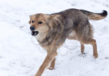 dog barking outdoors in winter