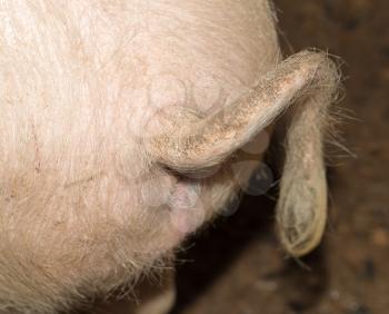 The curly tail of a piglet