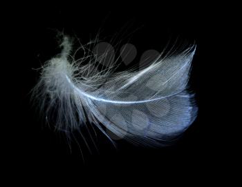 a feather in the inversion on a black background