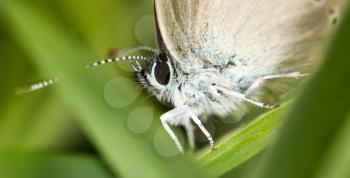butterfly in nature. macro