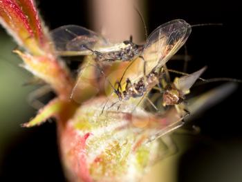 aphids on the plant. macro