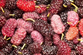 berry mulberry trees as a backdrop. macro