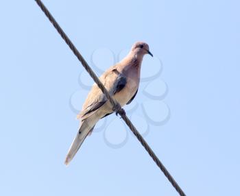 bird dove on the electric wire