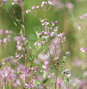 Beautiful little flowers in nature