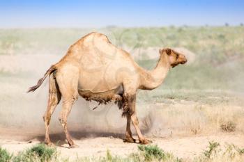 Portrait of a camel in nature