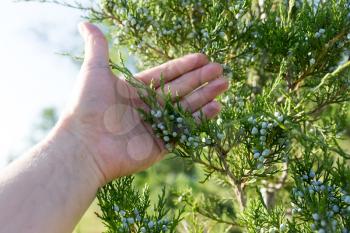 coniferous branch in hand on nature