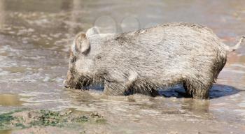 wild boar in the mud in the zoo