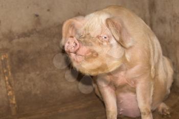 portrait of a pig on a farm