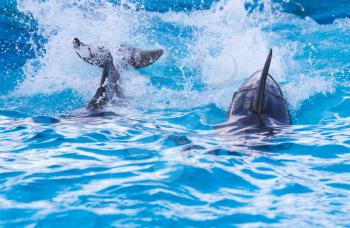 two dolphins in the pool