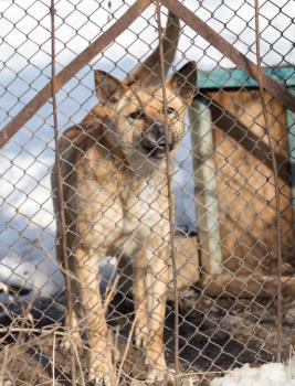 angry dog behind a fence