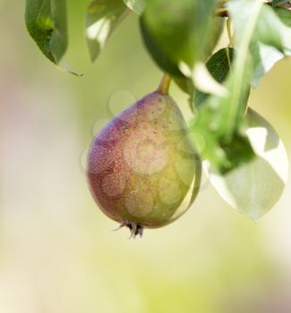 ripe pears on a tree