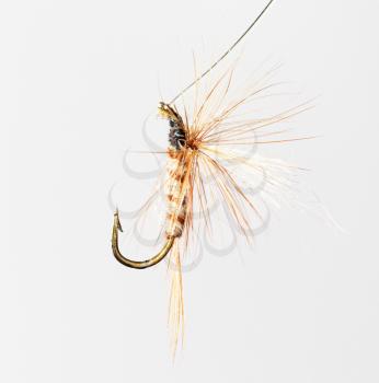 fly for fishing on a white background