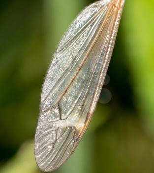 the wing of a mosquito in nature. macro