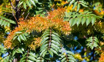 orange flowers on the tree in nature