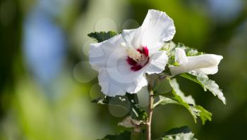 beautiful white flower in nature