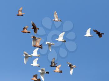 Pigeons on a background of blue sky