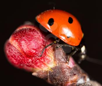 ladybug on a flower. macro