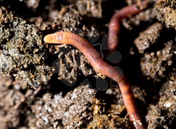 red worm manure. macro