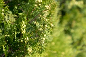 arborvitae branches in nature as a background