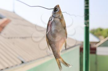 sun-dried salted fish in the air