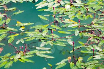 plant on the surface of the water in the lake