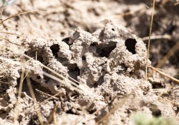 termite holes in the ground