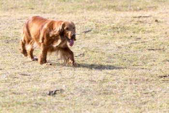 red dog on the nature